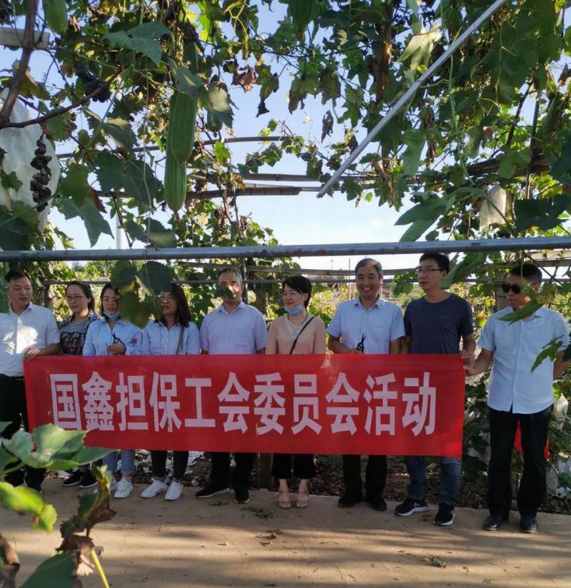 國鑫擔(dān)保工會(huì)組織開展葡萄采摘活動(dòng)